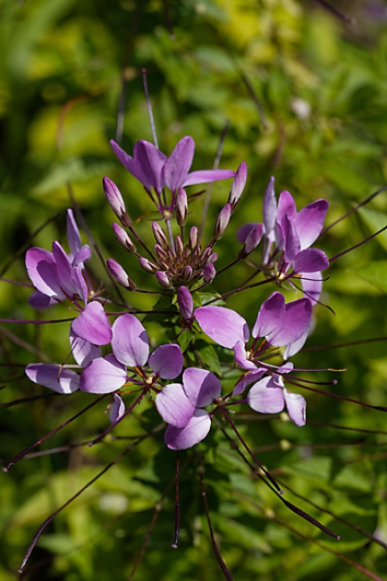 Jardin des Impressionnistes-100